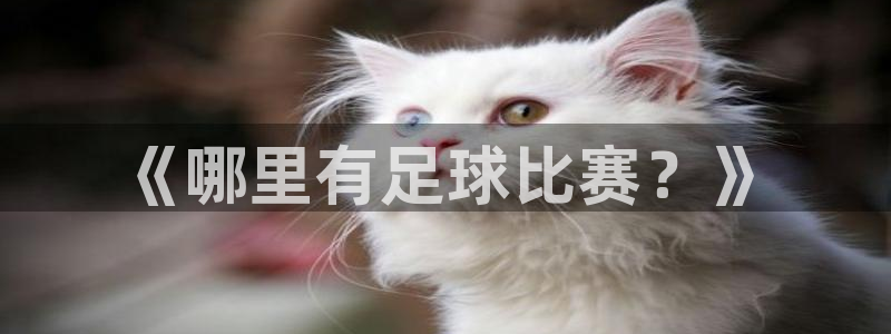  《哪里有足球比赛？》