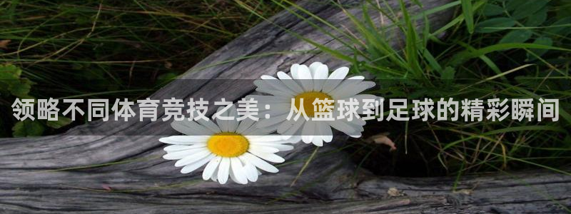 3377体育：领略不同体育竞技之美：从篮球到足球的精彩瞬间