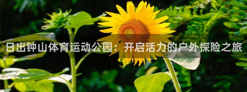 3377体育官网：日出钟山体育运动公园：开启活力的户外探险之旅